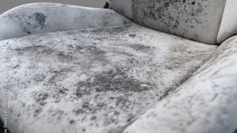 mold-removal-dunwoody-car-detailing-atlanta-georgia