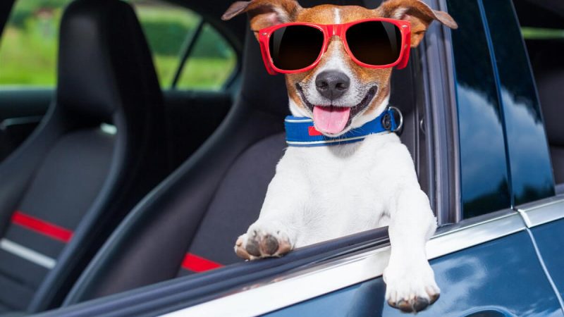 pet-hair-removal-dunwoody-auto-detailing-atlanta-georgia